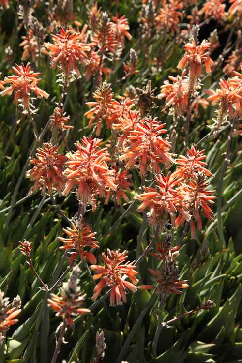 Image of Aloe deltoideodonta