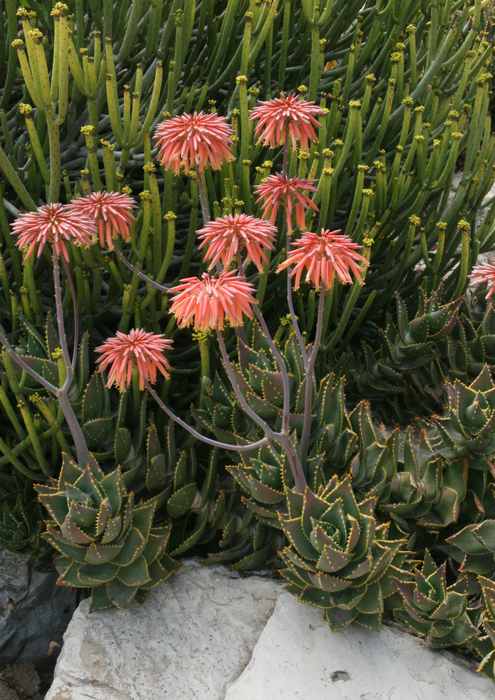 Image of Aloe distans