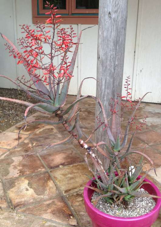 Image of Aloe divaricata