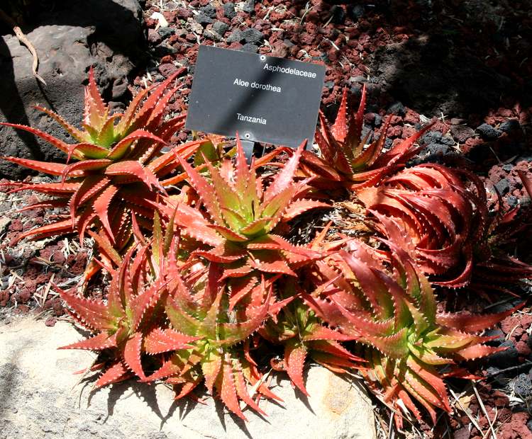 Image of Aloe dorotheae