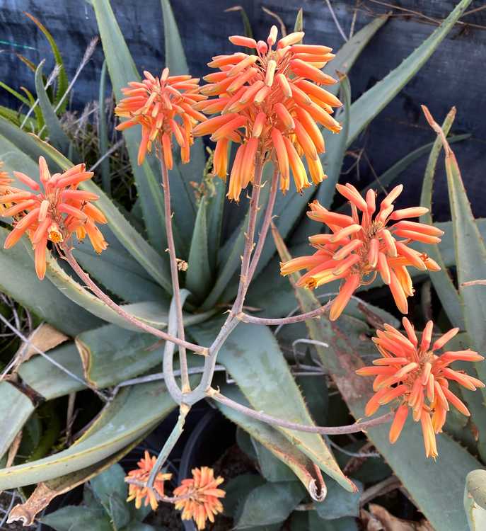 Image of Aloe elegans 'Orange'