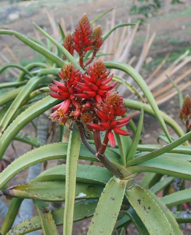 Image of Aloe eminens 'Koko Crater'