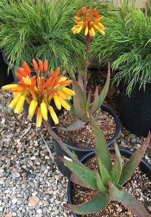 Image of Aloe fievetii