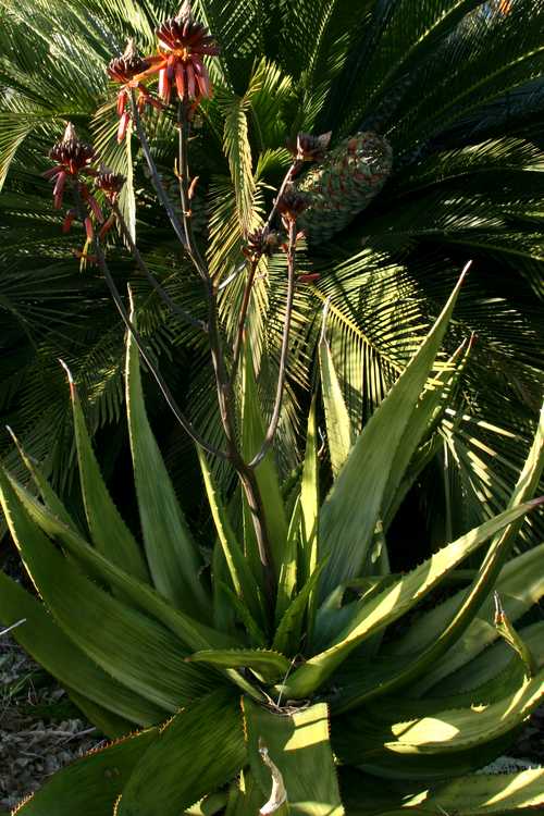 Image of Aloe harlana