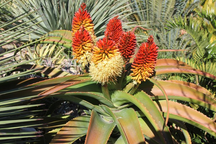 Image of Aloe helenae