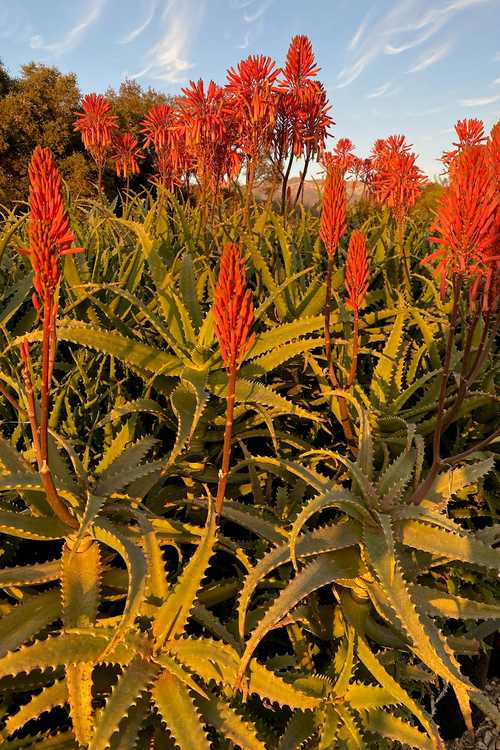 Image of Aloe kedongensis