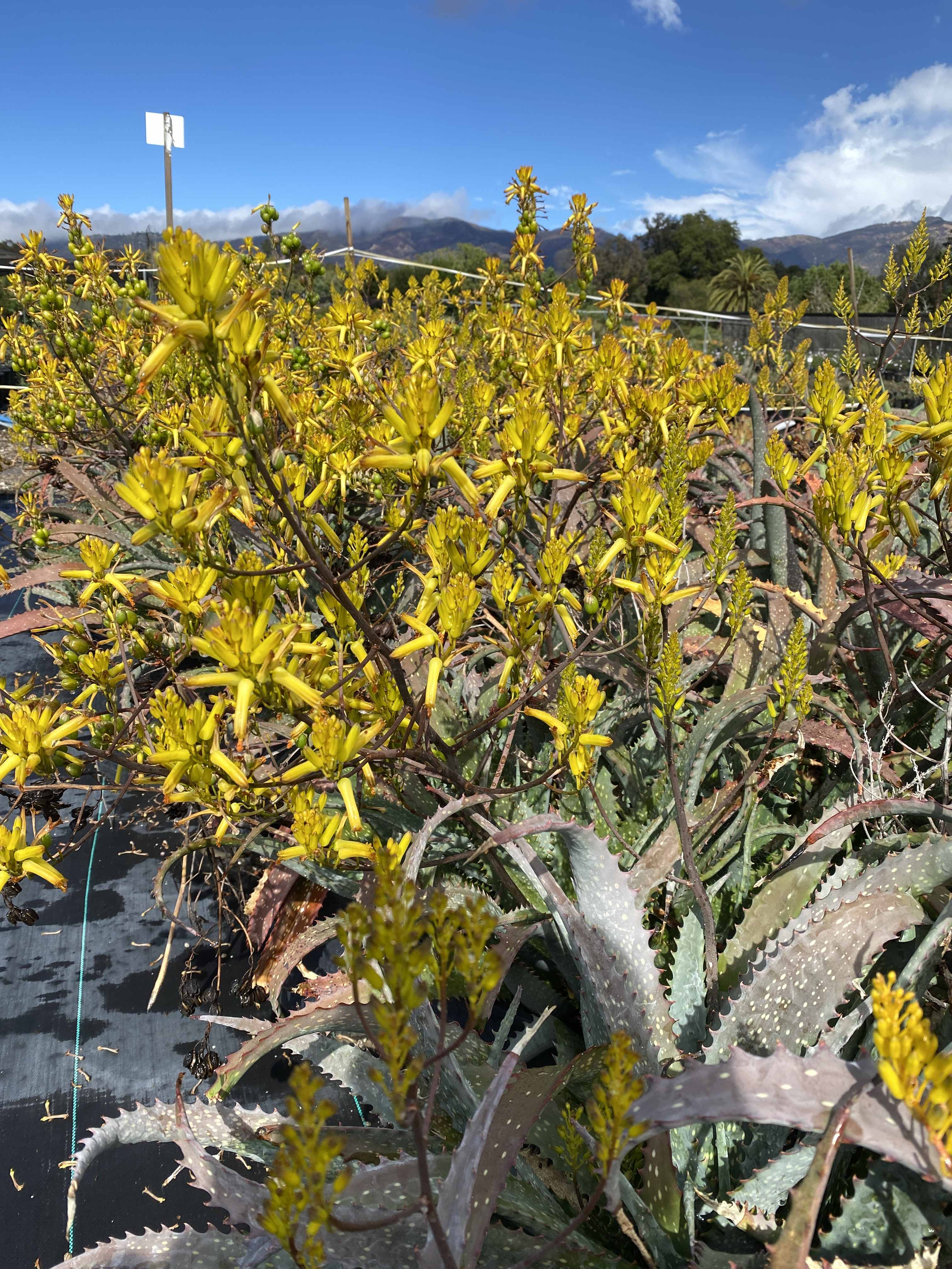 Image of Aloe labworana