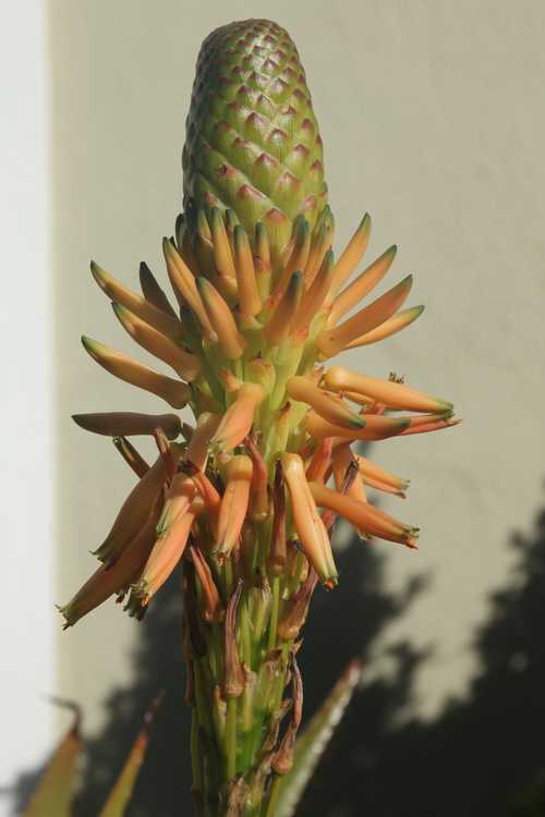 2nd Image of Aloe lineata var. muirii at San Marcos Growers