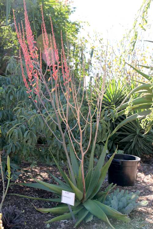 Image of Aloe lolwensis