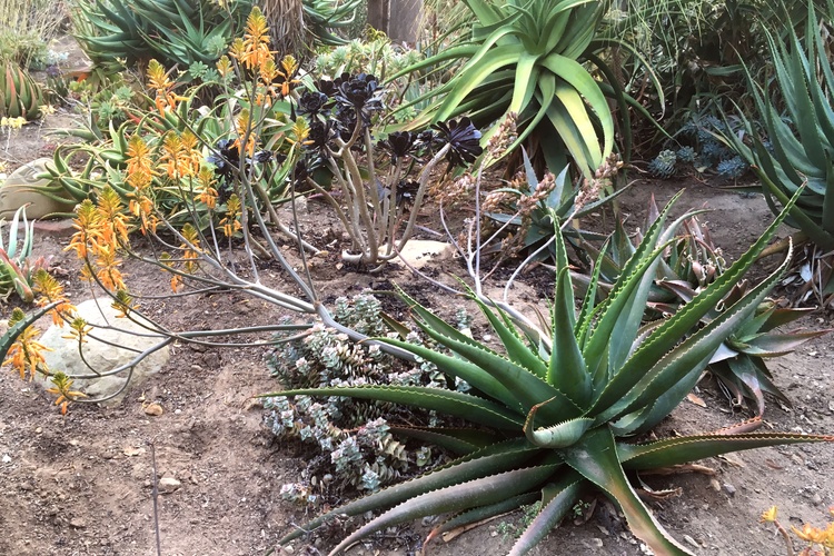 Image of Aloe lukeana