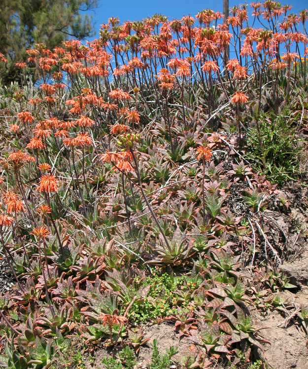 2nd Image of Aloe maculata at San Marcos Growers