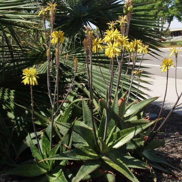 Image of Aloe maculata 'Yellow Form'