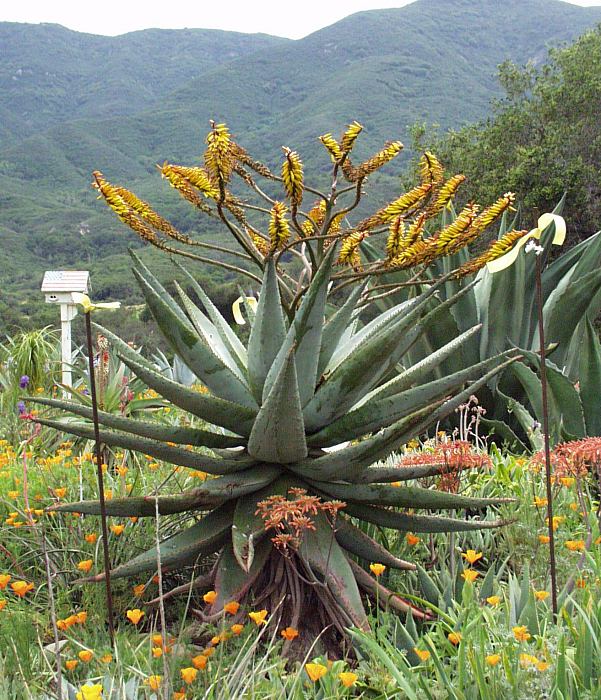 Image of Aloe marlothii