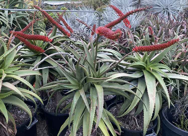 Image of Aloe mawii 