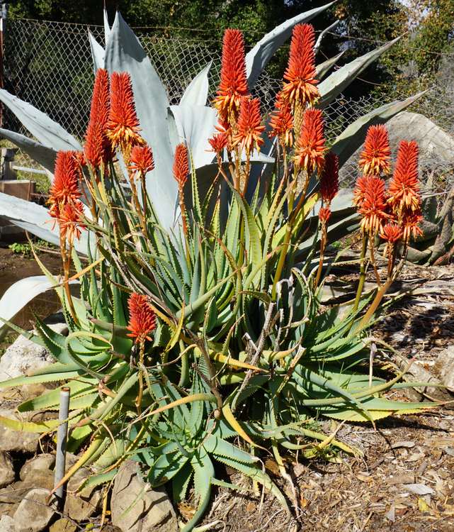 Image of Aloe mutabilis