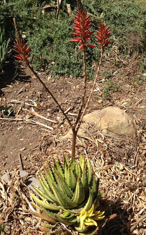 Image of Aloe nobilis 'Variegata'