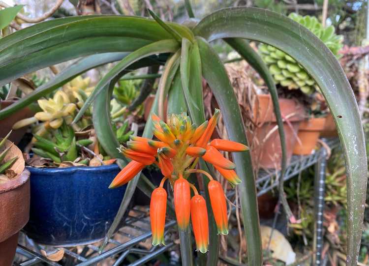 Image of Aloe nubigena