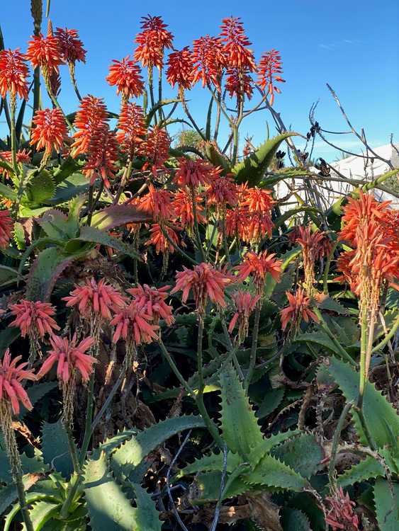 Image of Aloe palmiformis