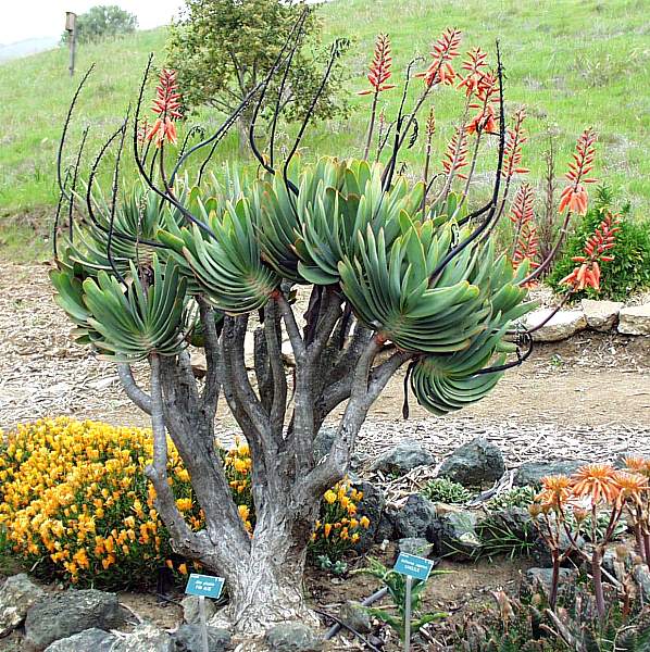 Image of Aloe plicatilis