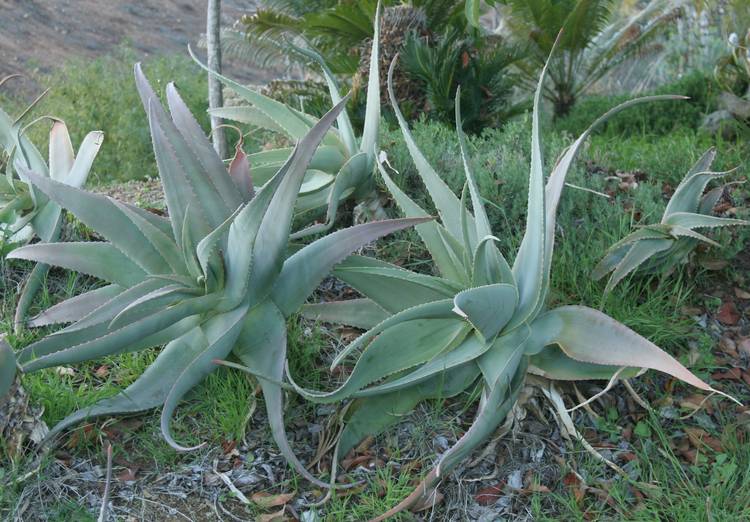 Image of Aloe pseudorubroviolacea