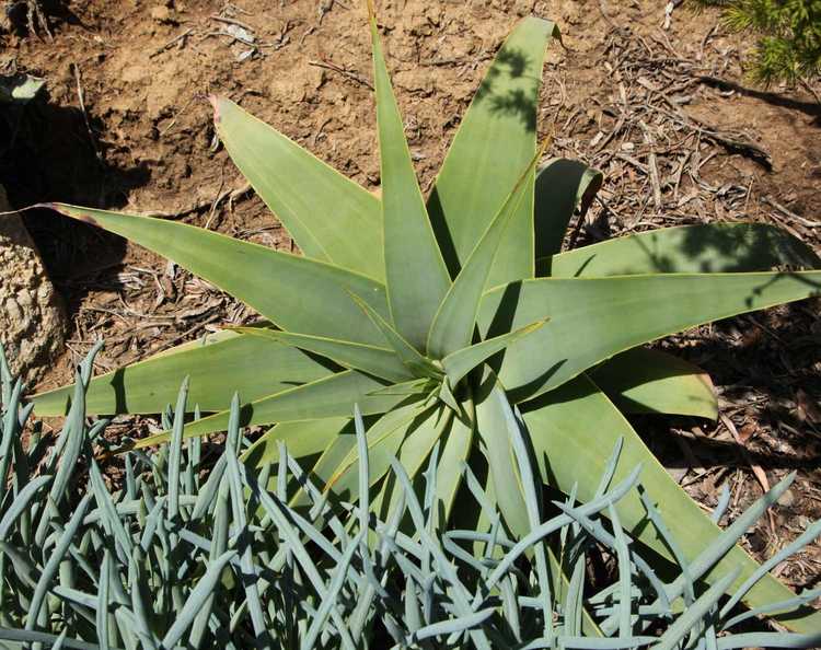 Image of Aloe pulcherrima