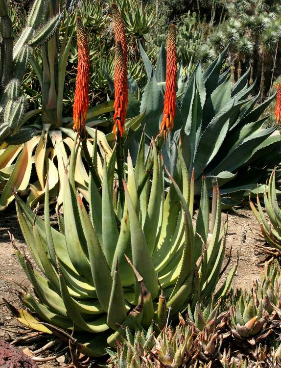 Image of Aloe reitzii