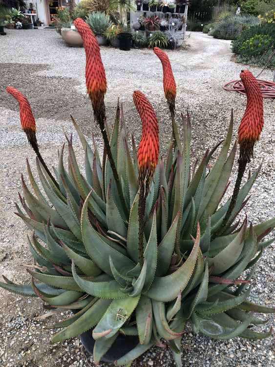 Image of Aloe reitzii var. vernalis