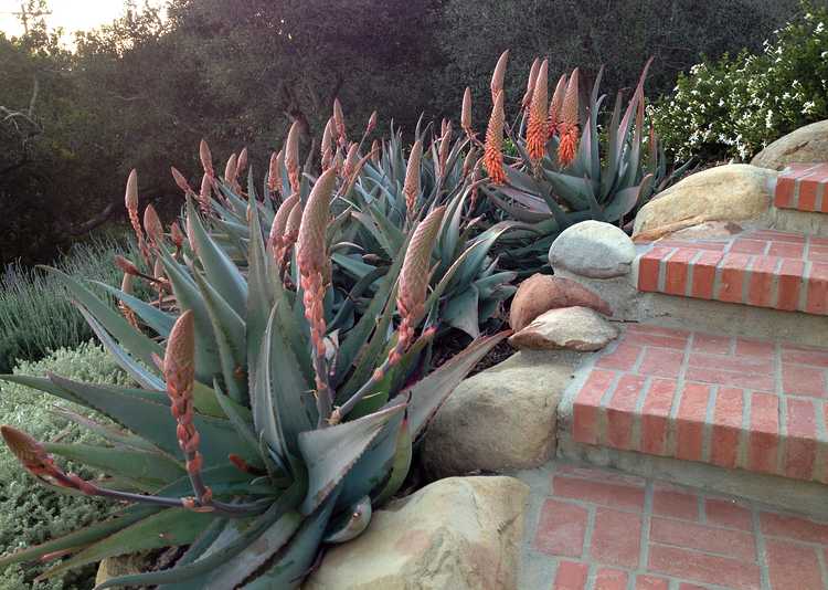 Image of Aloe rubroviolacea