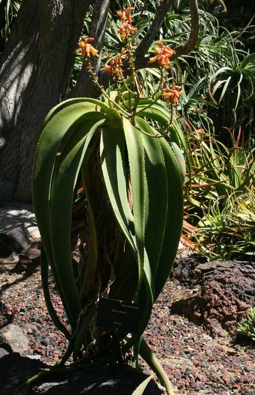 Image of Aloe sabaea