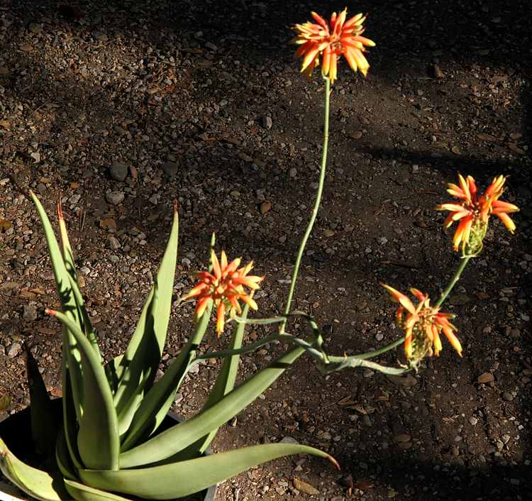 Image of Aloe scobinifolia