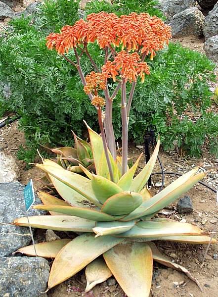 Image of Aloe striata