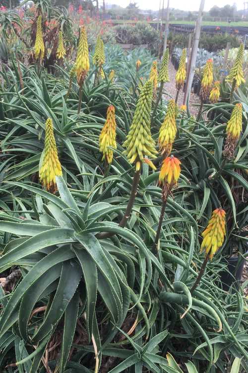 Image of Aloe striatula 'Burly'