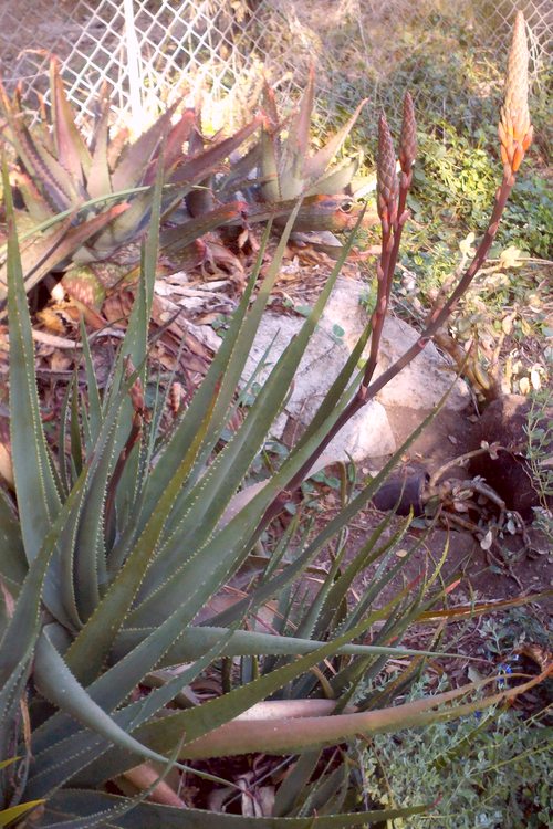 Image of Aloe succotrina