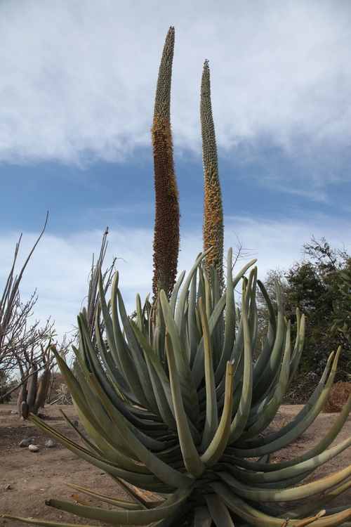 Image of Aloe suzannae