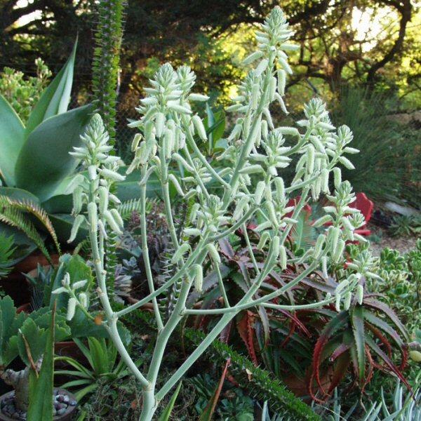 Image of Aloe tomentosa