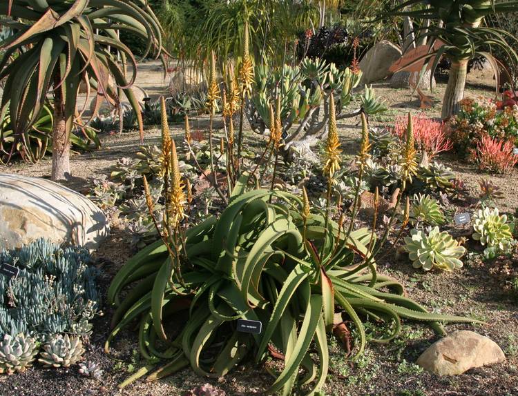 Image of Aloe vanbalenii