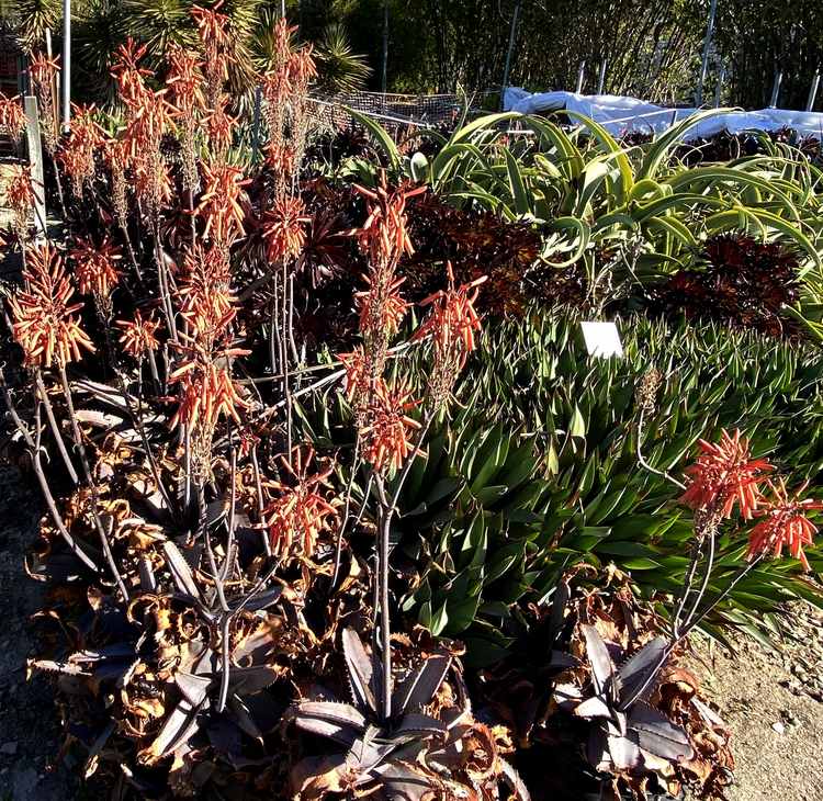 Image of Aloe verdoorniae