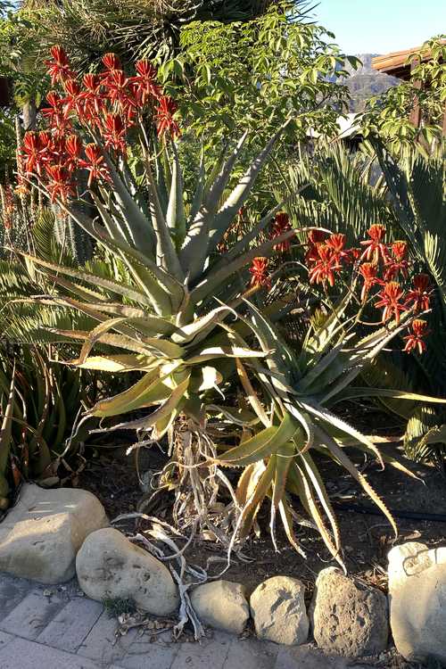 Image of Aloe volkensii ssp. volkensii