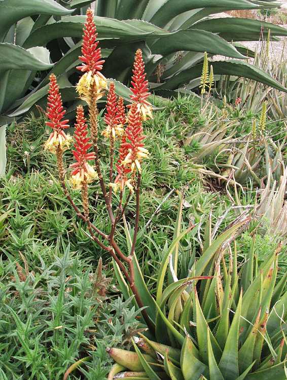 Image of Aloe wickensii