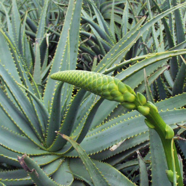 Image of Aloe 'Yellow Torch'