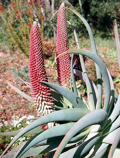 Image of Aloe speciosa