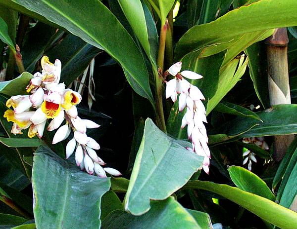 2nd Image of Alpinia zerumbet at San Marcos Growers