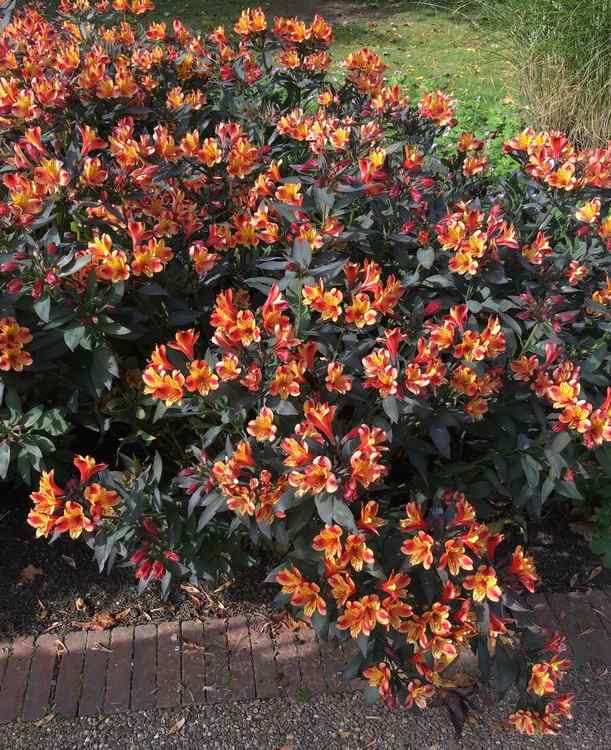 Image of Alstroemeria Indian Summer ['Tesronto Imp'] PP24,540