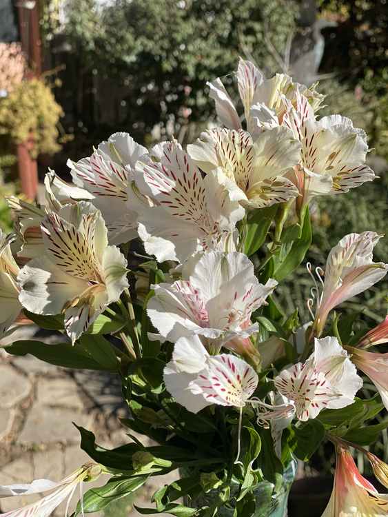 Image of Alstroemeria 'Casablanca'