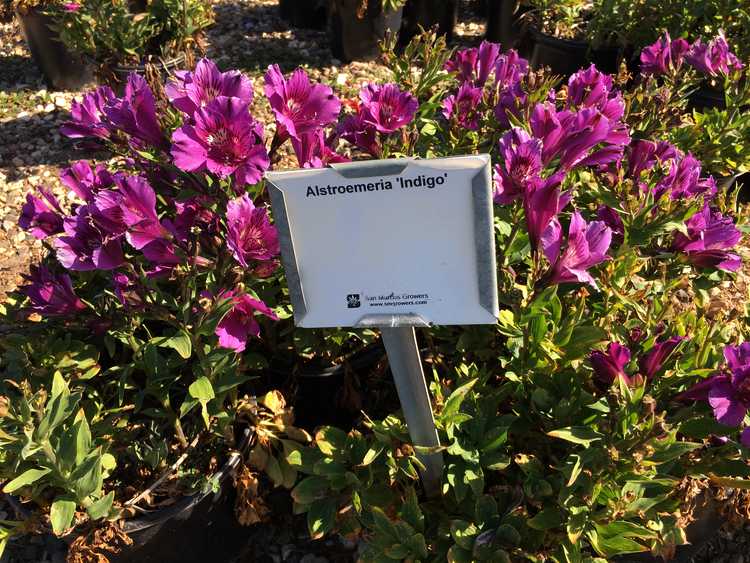 2nd Image of Alstroemeria Indigo ['Tesindig'] at San Marcos Growers