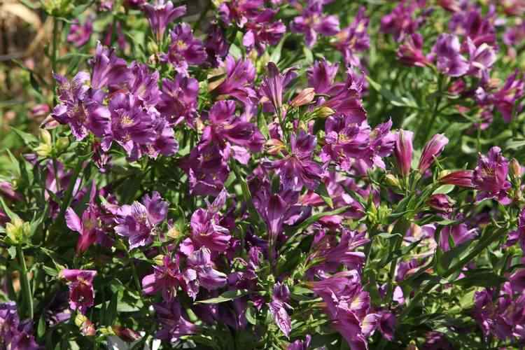 Image of Alstroemeria 'Purple'