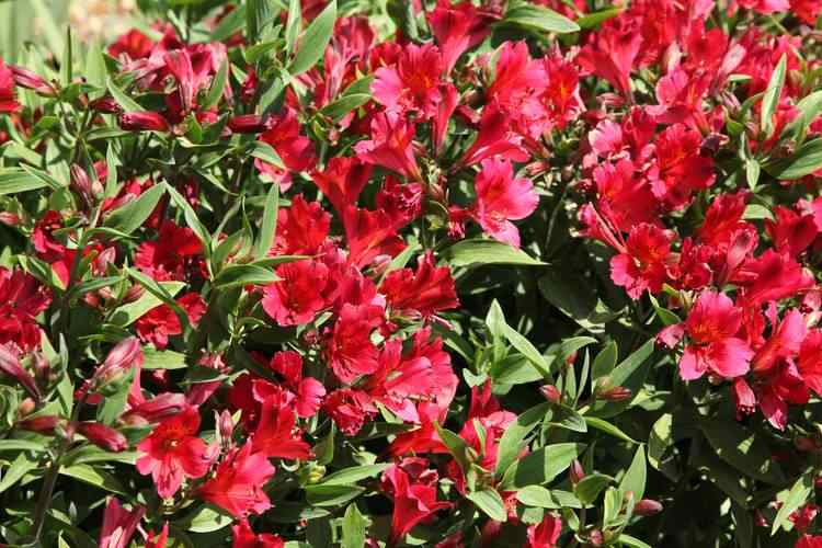 Image of Alstroemeria 'Red'