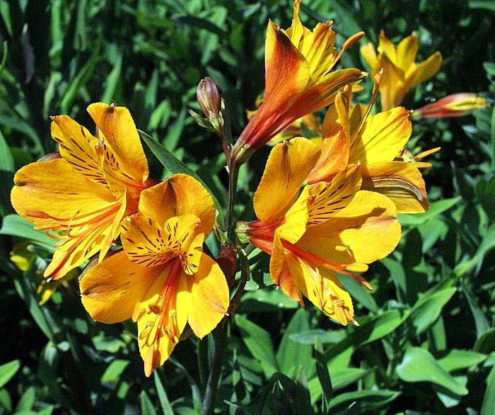 Image of Alstroemeria 'Sussex Gold'