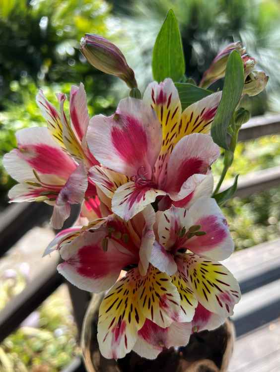 Image of Alstroemeria 'Tricolor'