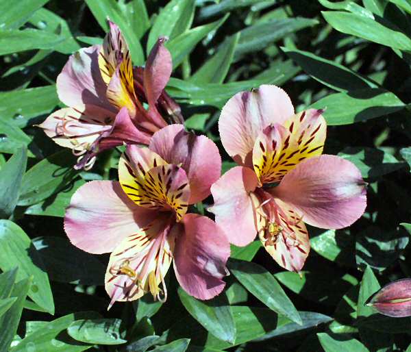 Image of Alstroemeria 'Tall Pink'